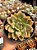 Echeveria german champagne (G) - Imagem 1