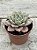 Echeveria german champagne - Imagem 2