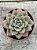 Echeveria german champagne - Imagem 1