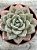 Echeveria german champagne - Imagem 3