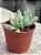 Schwantesia borcherdsii - Imagem 3