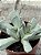 Schwantesia borcherdsii - Imagem 4