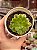 Aeonium maybach - Imagem 1