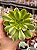 Aeonium maybach - Imagem 1