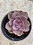 Echeveria purple pearl - Imagem 1