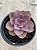 Echeveria purple pearl - Imagem 2