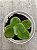 Crassula argyrophylla var. Zwaziendis - Imagem 2