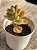 Crassula argyrophylla var. swaziensis - Imagem 2