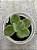 Crassula argyrophylla var. Zwaziendis - Imagem 1