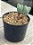 Conophytum bilobum (duplo maior) - Imagem 2