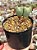 Conophytum bilobum (duplo maior) - Imagem 1