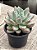Graptoveria opalina variegata - Imagem 2