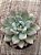 Graptoveria opalina variegata - Imagem 3
