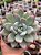 Graptoveria opalina variegata - Imagem 1