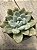 Graptoveria opalina variegata - Imagem 2
