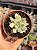 Echeveria scarlet variegata - Imagem 1