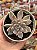 Echeveria scarlet variegata - Imagem 1
