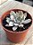 Echeveria scarlet variegata (sem raiz) - Imagem 2
