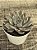 Echeveria scarlet variegata (sem raiz) - Imagem 3