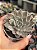 Echeveria scarlet variegata (sem raiz) - Imagem 1