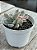 Echeveria scarlet variegata (colônia) - Imagem 2