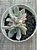 Echeveria scarlet variegata (colônia) - Imagem 3