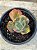 Echeveria meridian variegata - Imagem 1