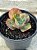 Echeveria meridian variegata - Imagem 2