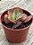 Echeveria meridian variegata (sem raiz) - Imagem 2