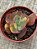 Echeveria meridian variegata (sem raiz) - Imagem 3