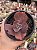 Echeveria mojave - Imagem 1