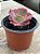 Echeveria mojave - Imagem 3