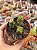 Crassula perforata - Imagem 1