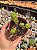 Crassula perforata - Imagem 1