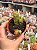 Crassula perforata - Imagem 1