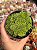 Rosularia plathyphylla - Imagem 1