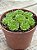 Rosularia plathyphylla - Imagem 2