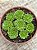 Rosularia plathyphylla - Imagem 3