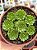 Rosularia plathyphylla - Imagem 1