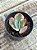 Echeveria Julia aurea variegata (sem raiz) - Imagem 1