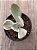 Echeveria Julia aurea variegata - Imagem 4