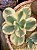 Echeveria Julia aurea variegata (sem raiz) - Imagem 2