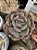 Echeveria dentra  jam variegata (sem raiz) - Imagem 2