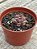 Echeveria dentra jam variegata (sem raiz) - Imagem 3