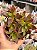 Crassula fusca - Imagem 1