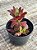 Crassula fusca - Imagem 3