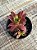 Crassula fusca - Imagem 2