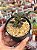 Adromischus marianiae ‘silver fountain’ - Imagem 1