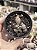 Adromischus marianiae ‘silver fountain’ - Imagem 1