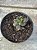 Adromischus marianiae ‘silver fountain’ - Imagem 1
